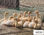 MESH anagram