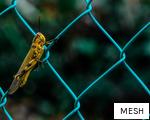MESH anagram