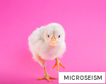 MICROSEISM anagram