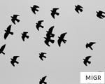 MIGR anagram