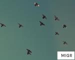 MIGR anagram