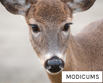 MODICUMS anagram