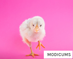 MODICUMS anagram