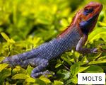 MOLTS anagram