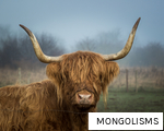 MONGOLISMS anagram