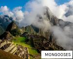 MONGOOSES anagram