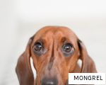MONGREL anagram