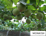 MONKISH anagram