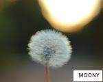 MOONY anagram