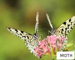 MOTH anagram