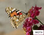 MOTH anagram