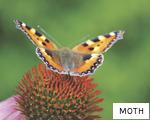 MOTH anagram