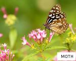 MOTH anagram