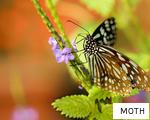 MOTH anagram