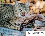 MUMMIFIES anagram