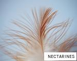 NECTARINES anagram