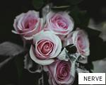NERVE anagram