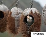 NESTING anagram