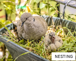 NESTING anagram
