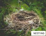 NESTING anagram