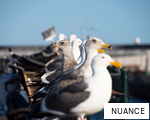 NUANCE anagram