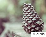 NUCLEUS anagram
