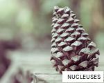 NUCLEUSES anagram