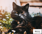 NULL anagram