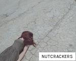 NUTCRACKERS anagram