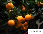 OLEASTER anagram