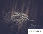 OLEASTER anagram