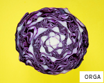 ORGA anagram