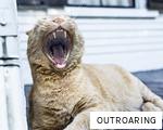 OUTROARING anagram