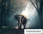OVERGROWS anagram