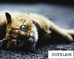 OVERLAIN anagram
