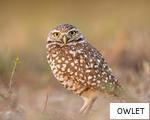 OWLET anagram
