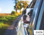 OXEN anagram