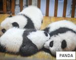 PANDA anagram