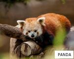 PANDA anagram