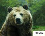 PANDA anagram