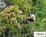 PANDA anagram
