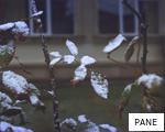 PANE anagram