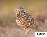 PANGS anagram