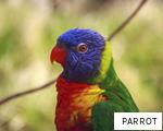 PARROT anagram