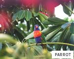 PARROT anagram
