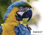 PARROT anagram