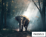 PASSELS anagram