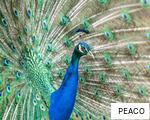 PEACO anagram