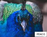 PEACO anagram
