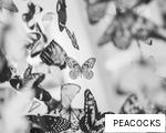 PEACOCKS anagram
